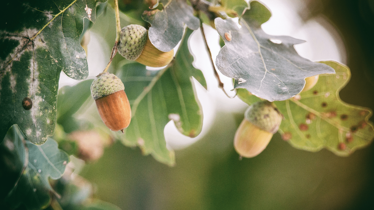 kill an aok tree by trimming it