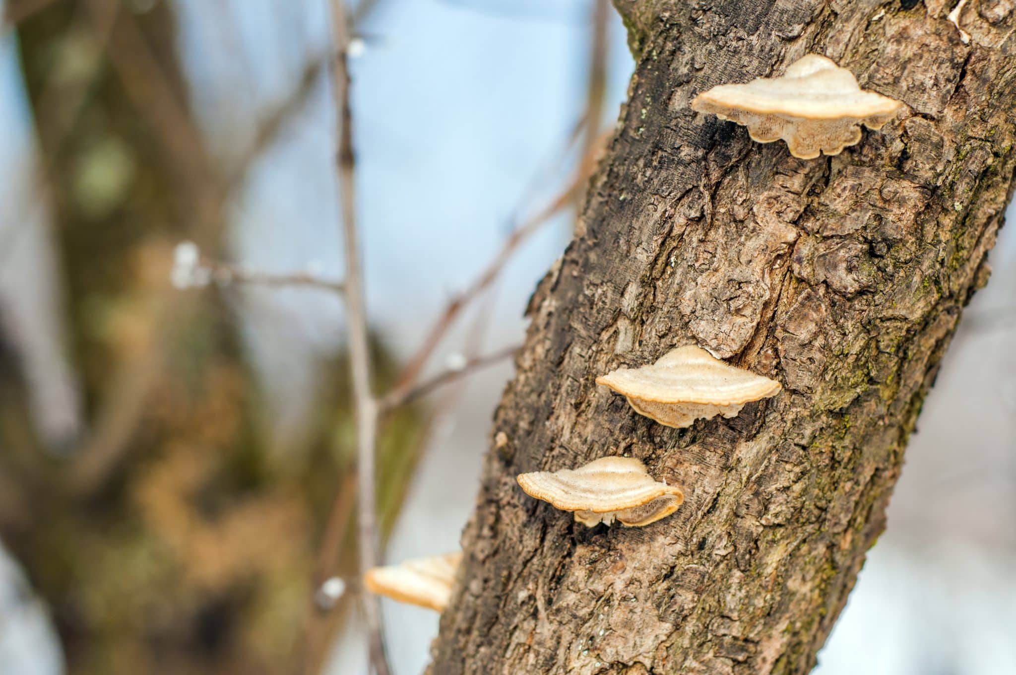 oak bracket fungus