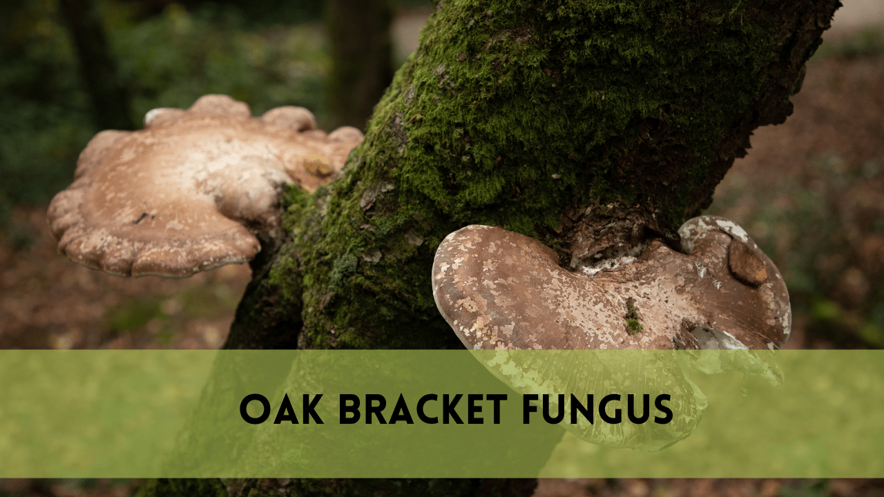 oak bracket fungus