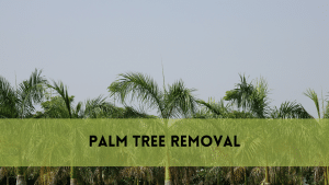 Palm tree removal