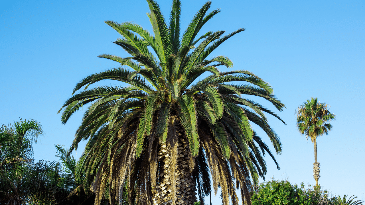 Palm tree removal