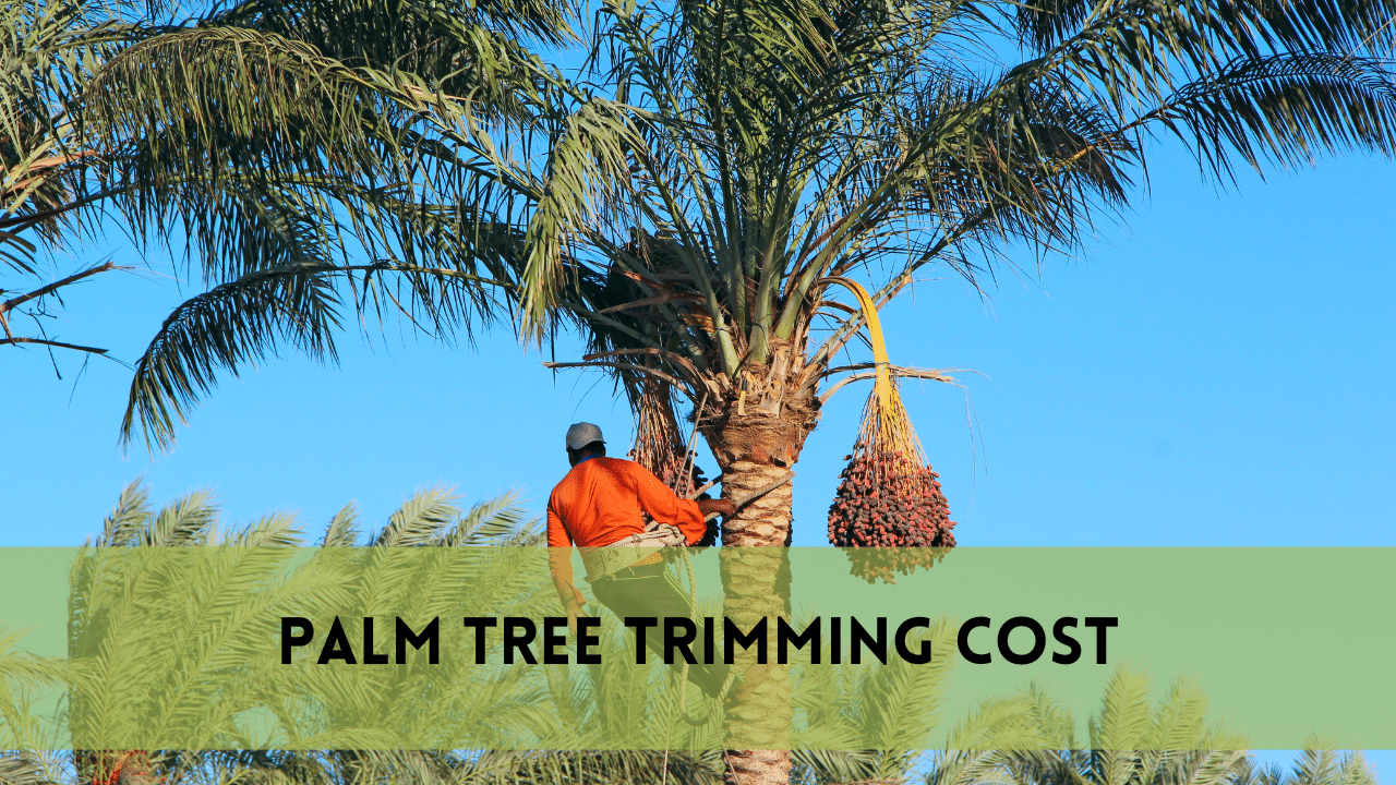 Palm tree trimming cost