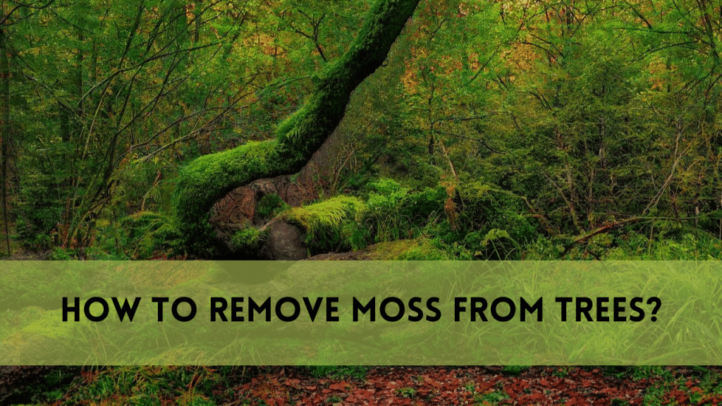 remove moss from trees