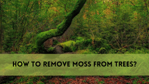 remove moss from trees