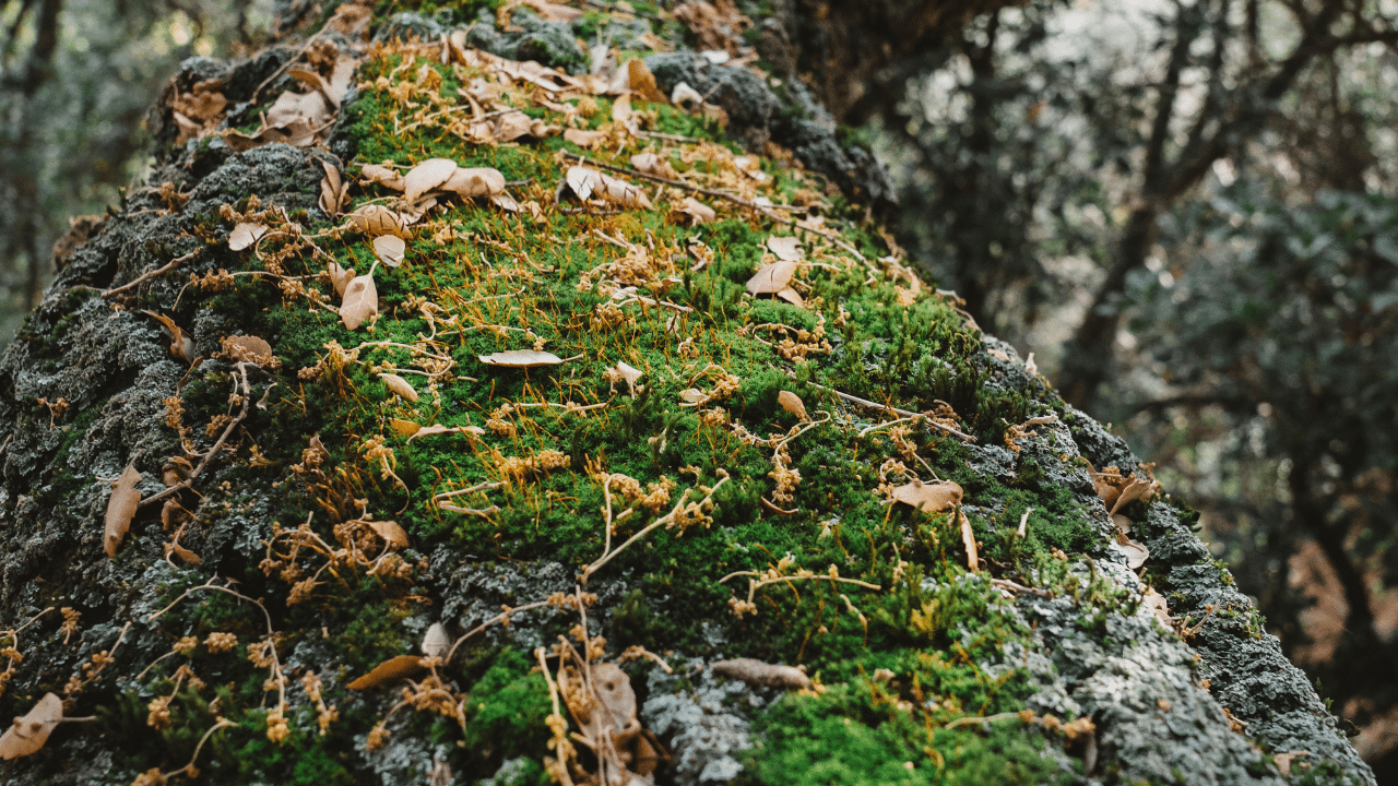 remove moss from trees