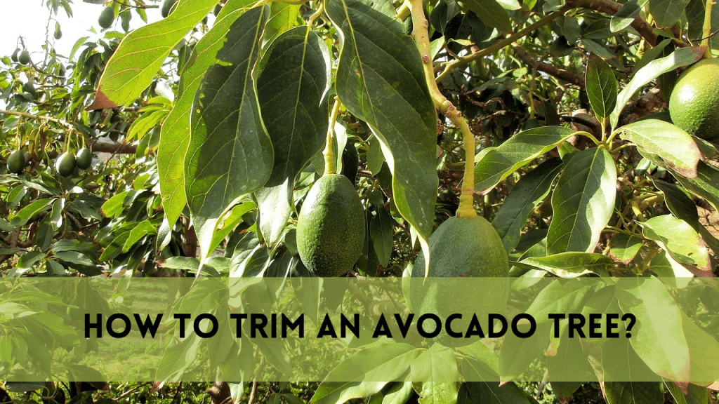 Trim an avocado tree