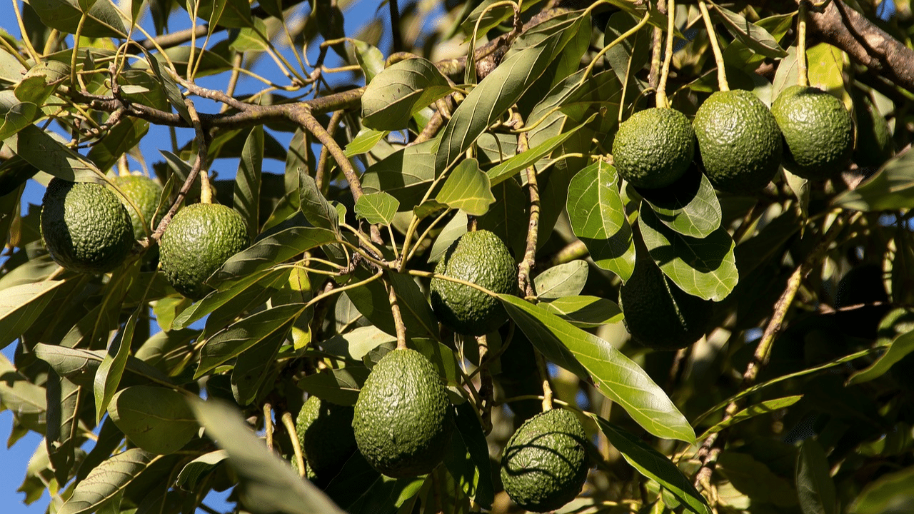 Trim an avocado tree