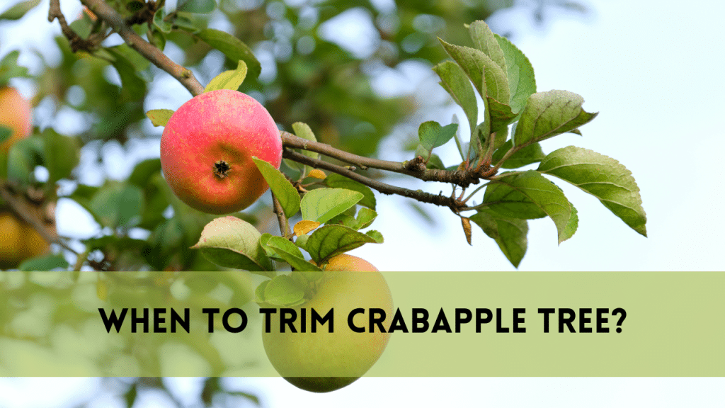 crabapple tree trimming