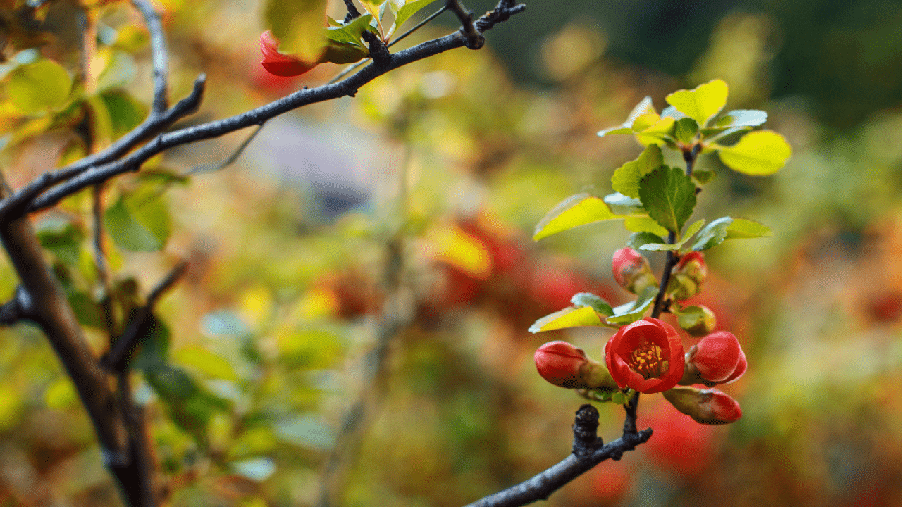 Crabapple tree trimming