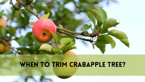 crabapple tree trimming