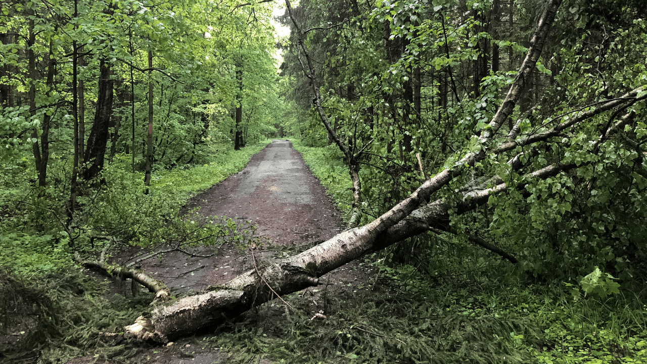 who remove fallen trees from roads