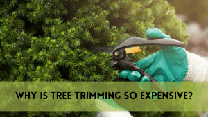 why is tree trimming so expensive?