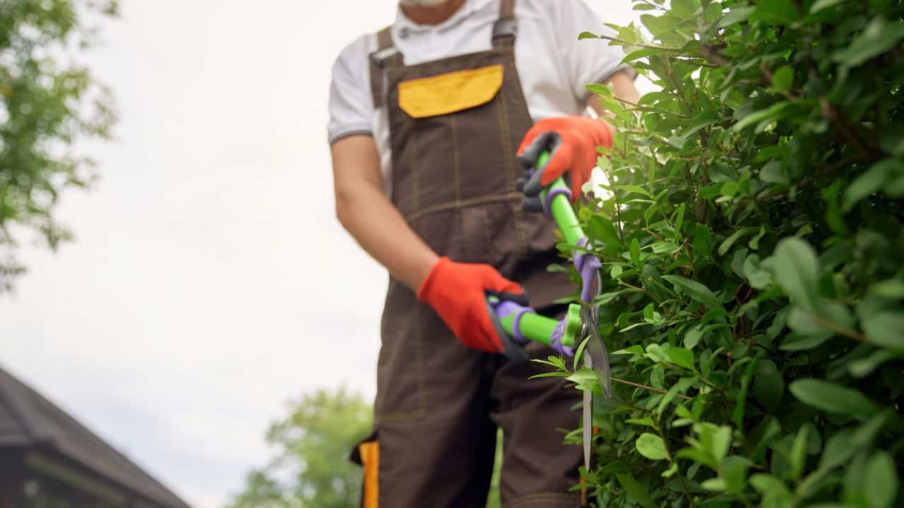 why is tree trimming so expensive?