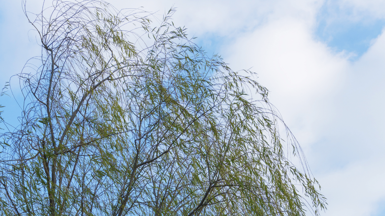 cutting overhanging tree branches 