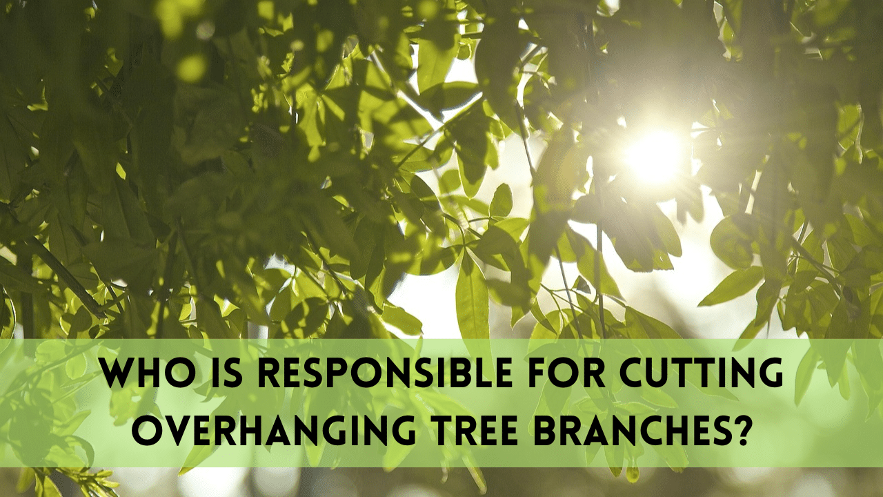 cutting overhanging tree branches