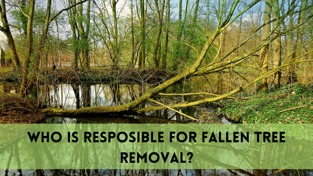 Fallen tree removal