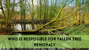 Fallen tree removal