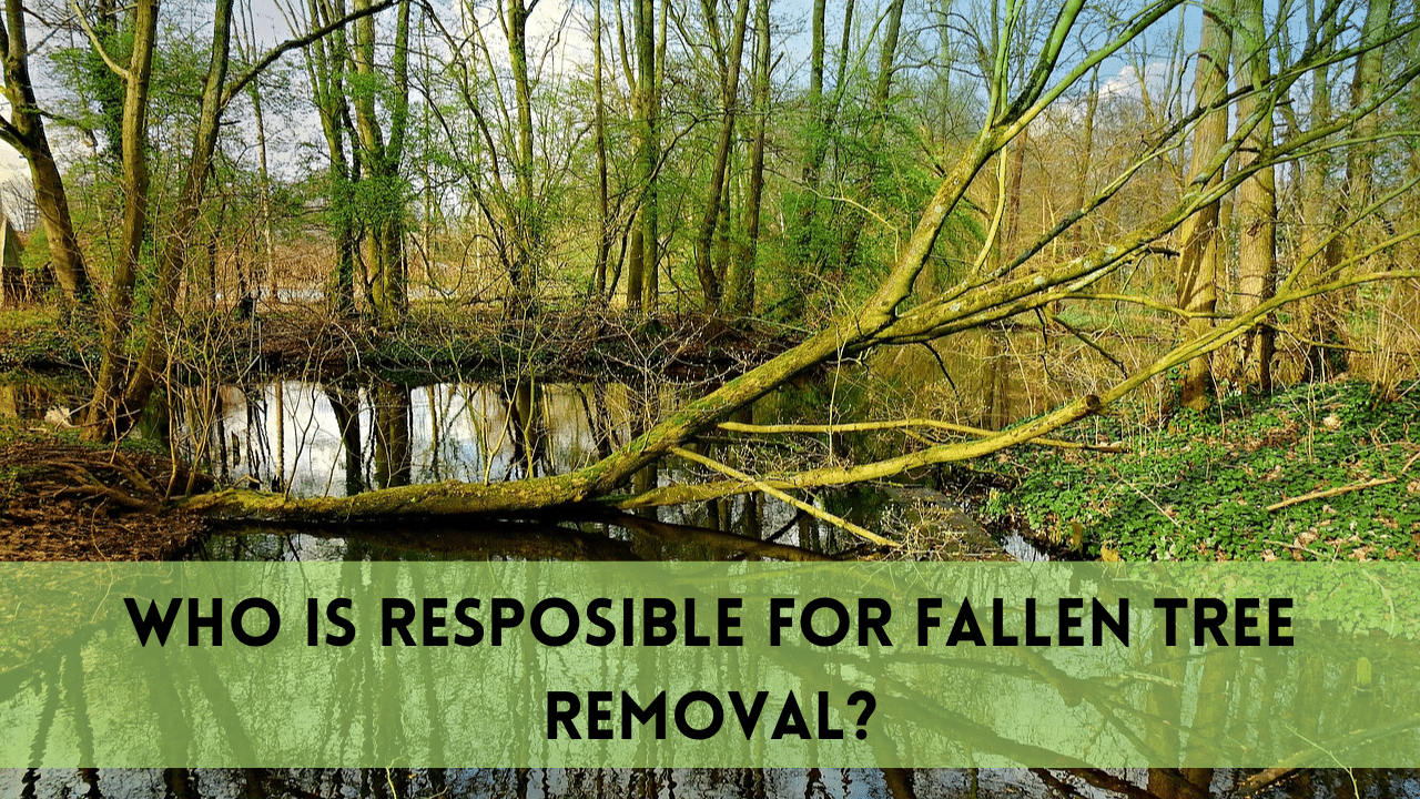 Fallen tree removal