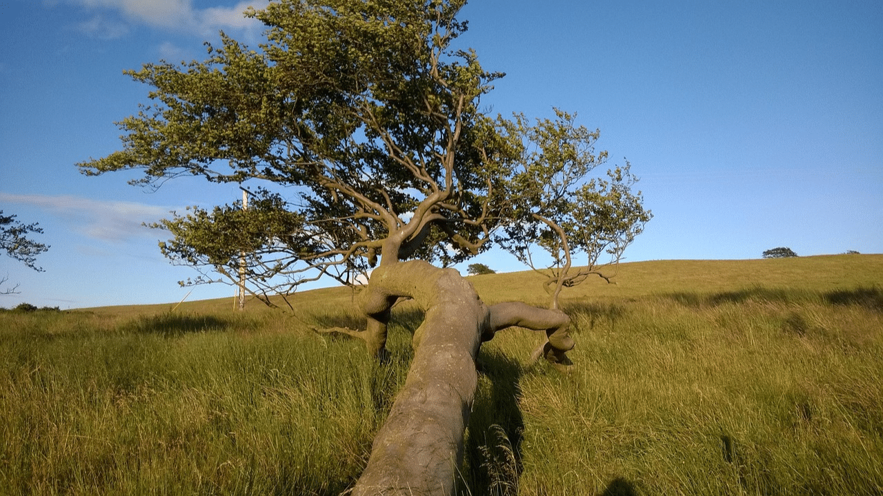 Fallen tree removal