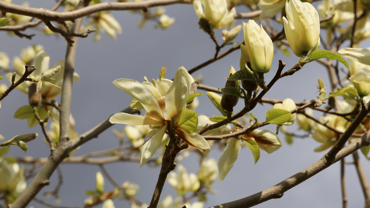 grow magnolia tree