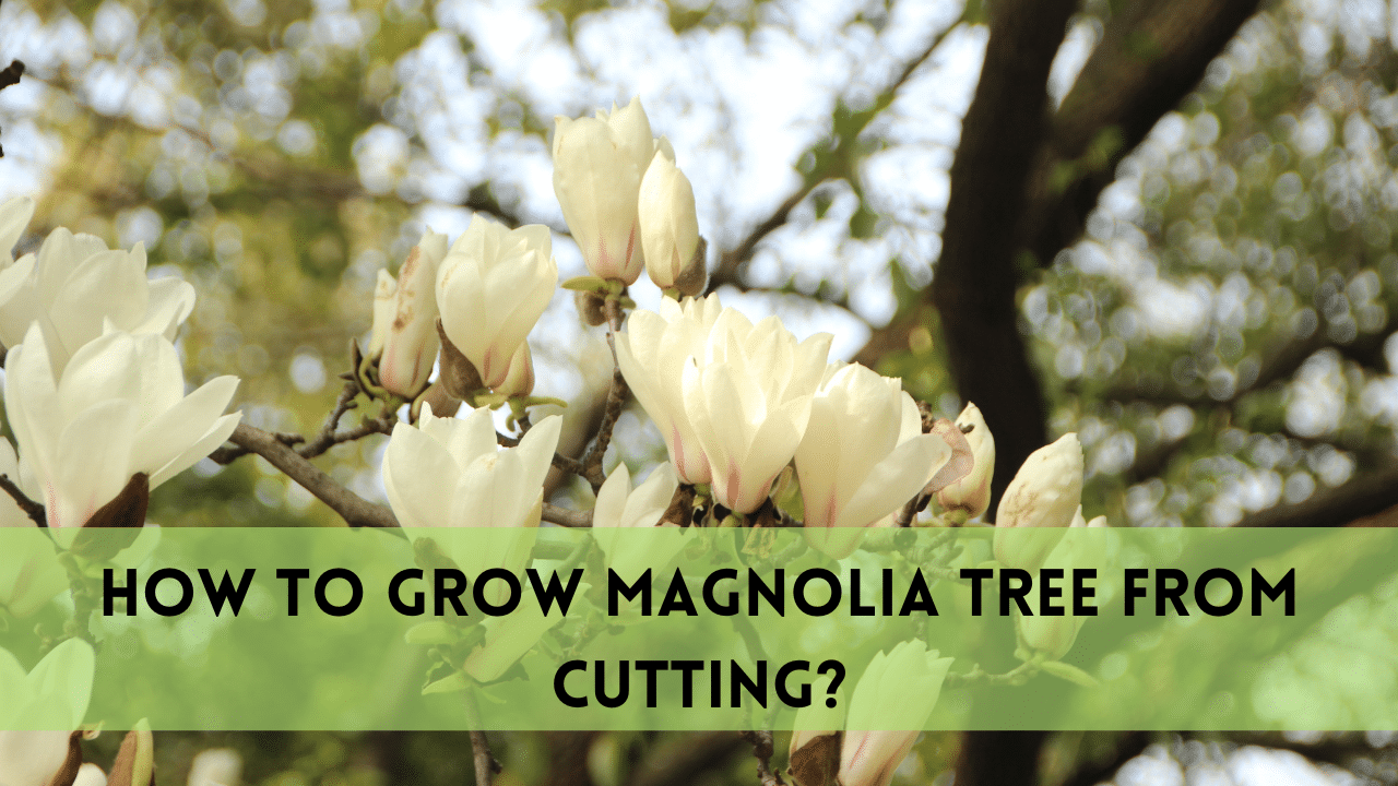 grow magnolia tree