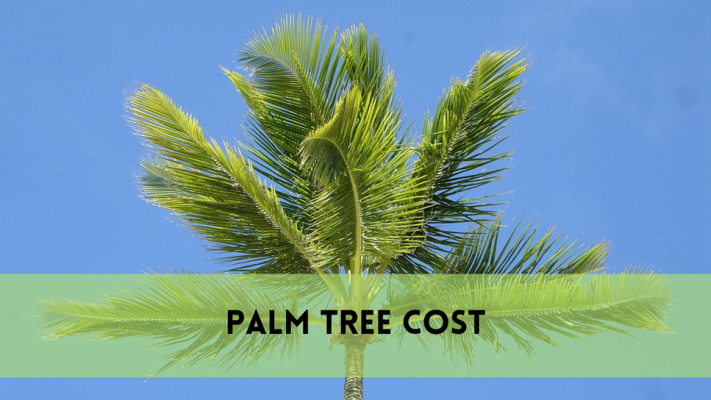 palm tree cost