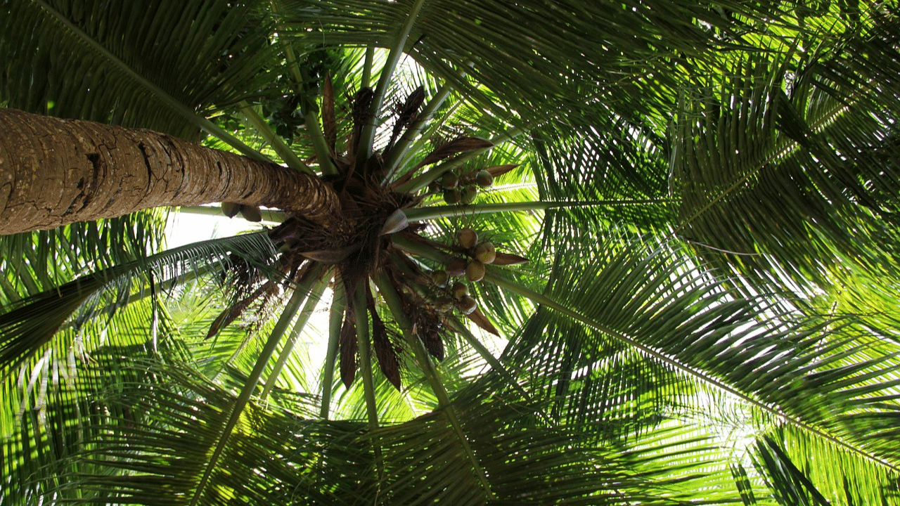 palm tree cost