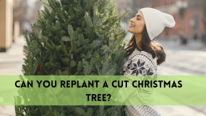 replant a cut christmas tree