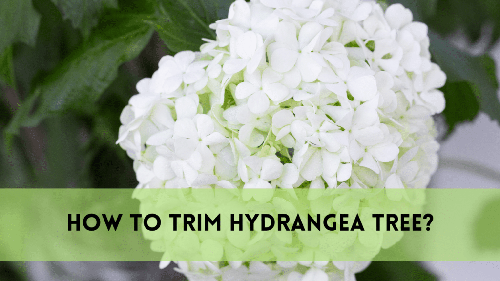 trim hydrangea tree