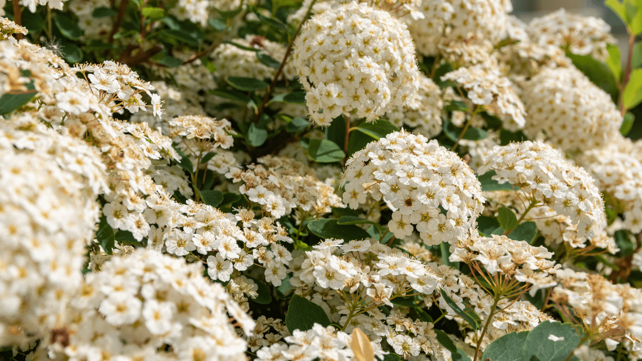 trim hydrangea tree