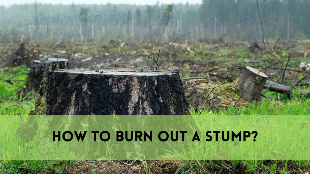 burn out a stump