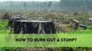 burn out a stump