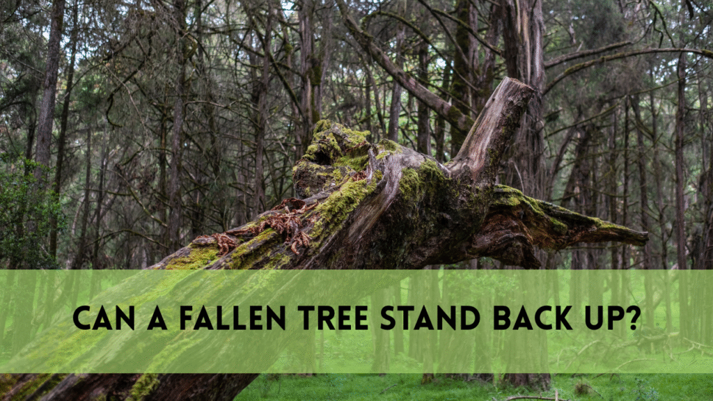 fallen tree stand back up