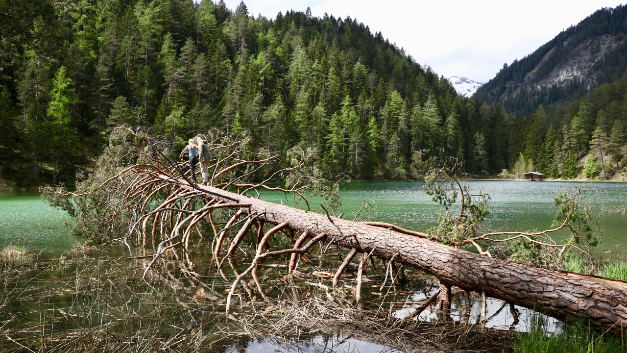 fallen tree stand back up 
