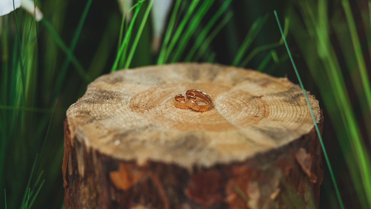 remove palm tree stump