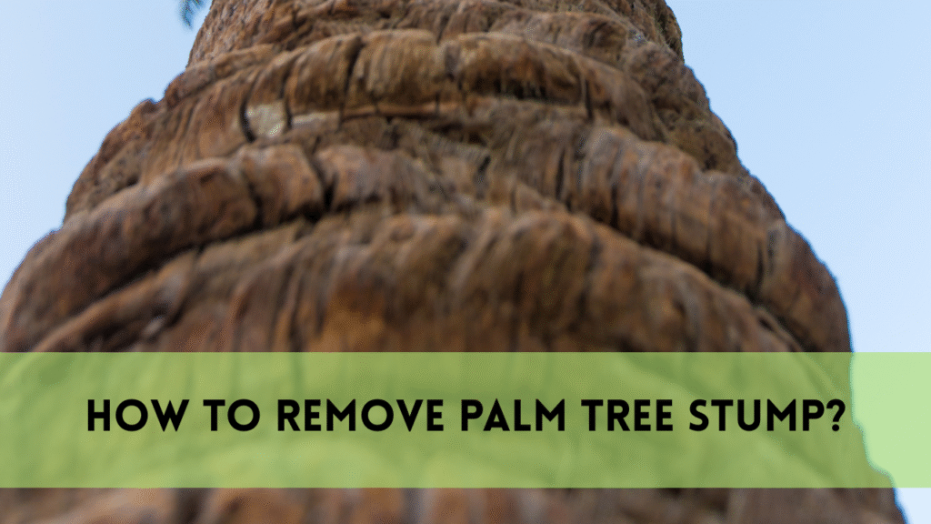 remove palm tree stump