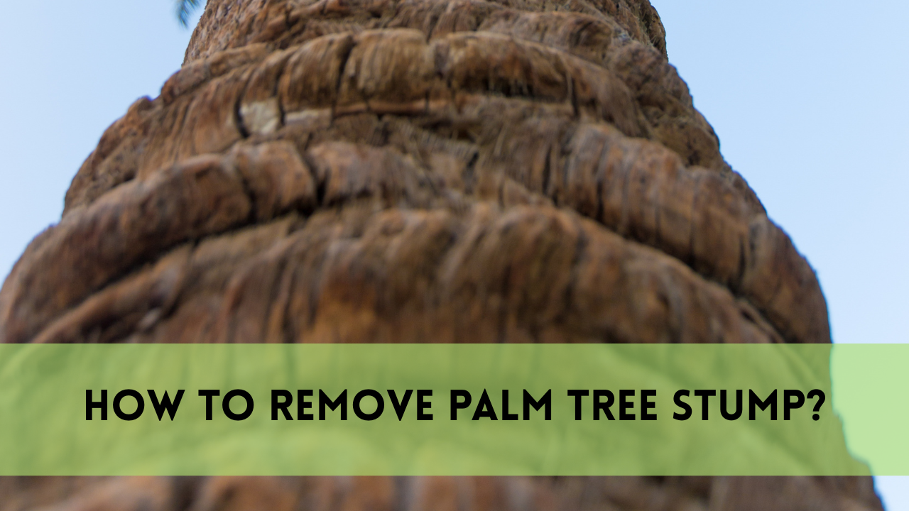 remove palm tree stump