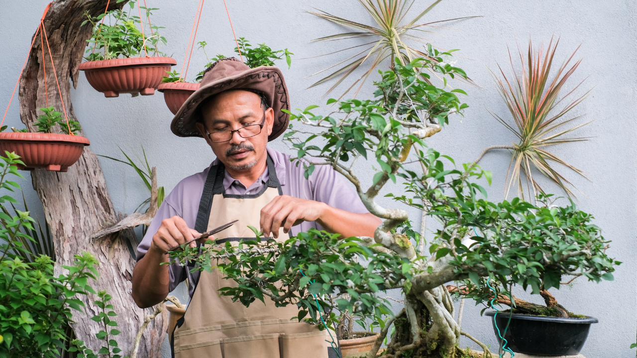 trim a bonsai tree