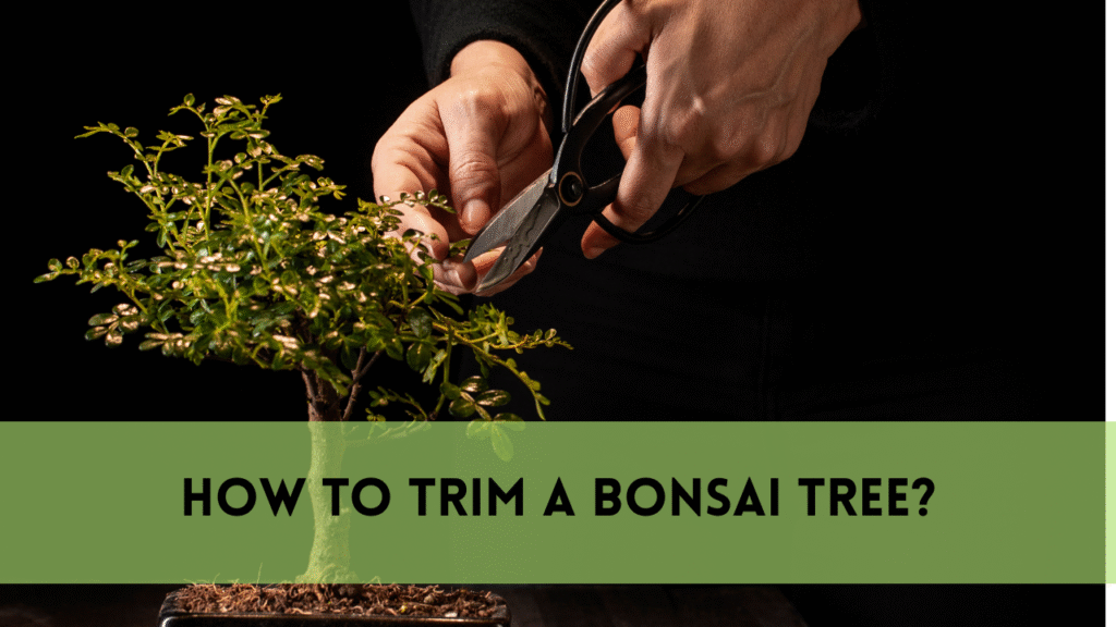 trim a bonsai tree