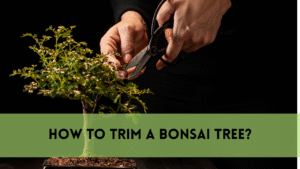 trim a bonsai tree