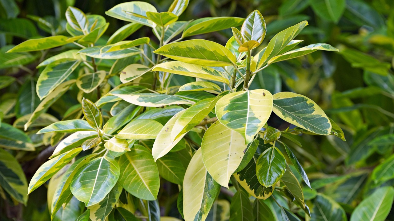 trim a ficus tree