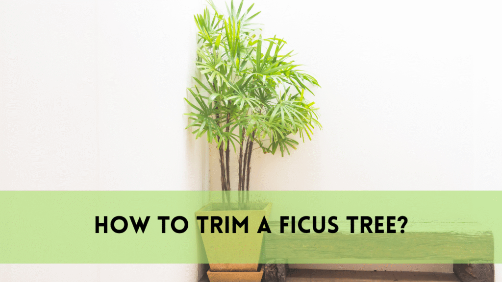 trim a ficus tree